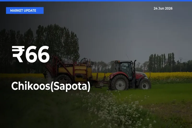 Chikoos(Sapota) Rates Show Broad Movement Across 66+ Mandis