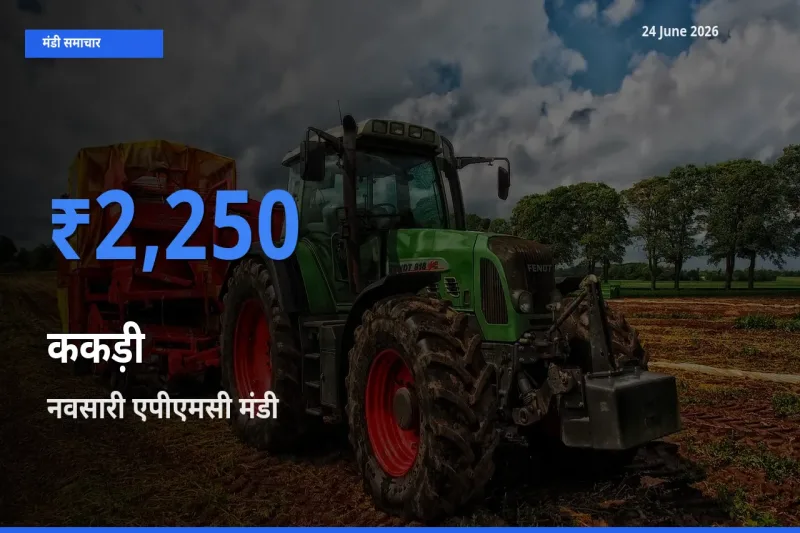 आज ककड़ी के सबसे ऊँचे दाम ₹2,250 नवसारी एपीएमसी मंडी में