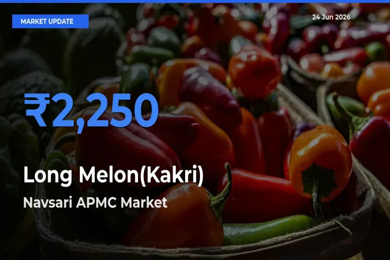 Navsari APMC Records Highest ₹2,250 Rate for Long Melon(Kakri)