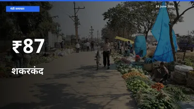 आज का मंडी ट्रेंड: शकरकंद के दाम कई बाजारों में एक साथ बदले