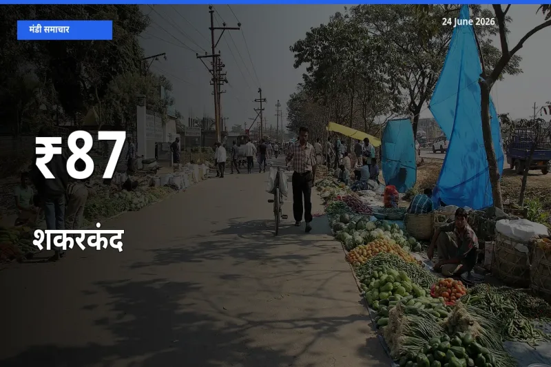 आज का मंडी ट्रेंड: शकरकंद के दाम कई बाजारों में एक साथ बदले