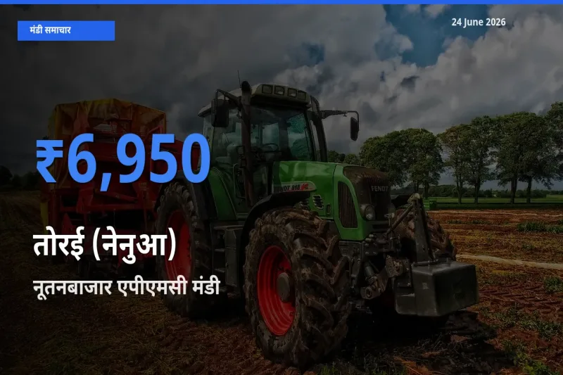 नूतनबाजार एपीएमसी मंडी में तोरई (नेनुआ) ₹6,950 पर पहुँचा – आज का सर्वोच्च भाव