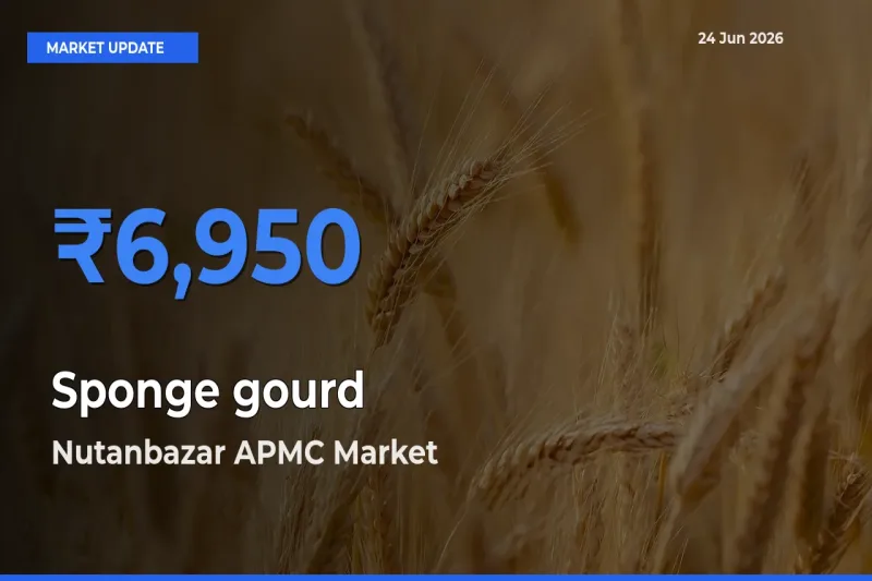 Top Performer! Nutanbazar APMC Offers Best Sponge gourd Price Today