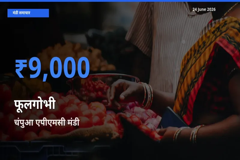बाज़ार संकेत: चंपुआ एपीएमसी बना फूलगोभी के लिए आज की टॉप मंडी