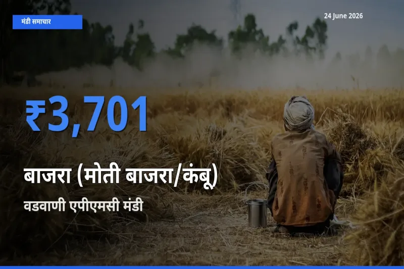 आज का मंडी भाव: बाजरा (मोती बाजरा/कंबू) के सबसे ज़्यादा दाम वडवाणी एपीएमसी में