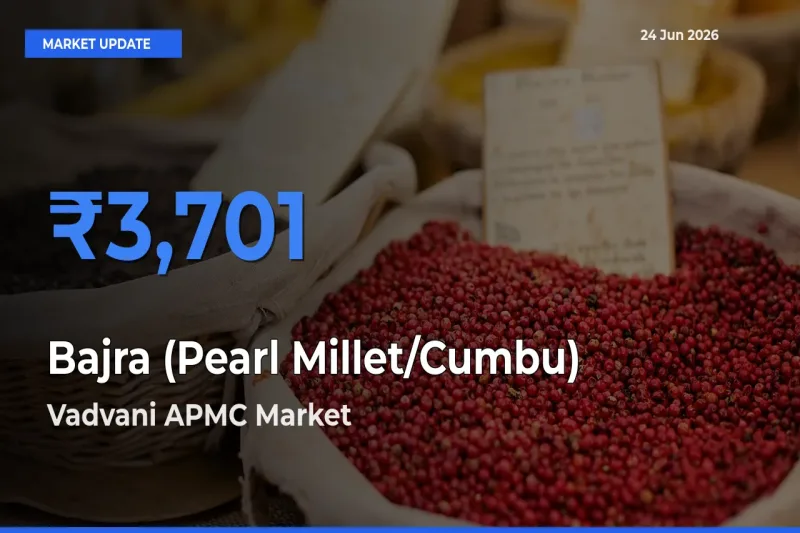 Vadvani APMC Emerges as Top Mandi for Bajra (Pearl Millet/Cumbu) Prices Today