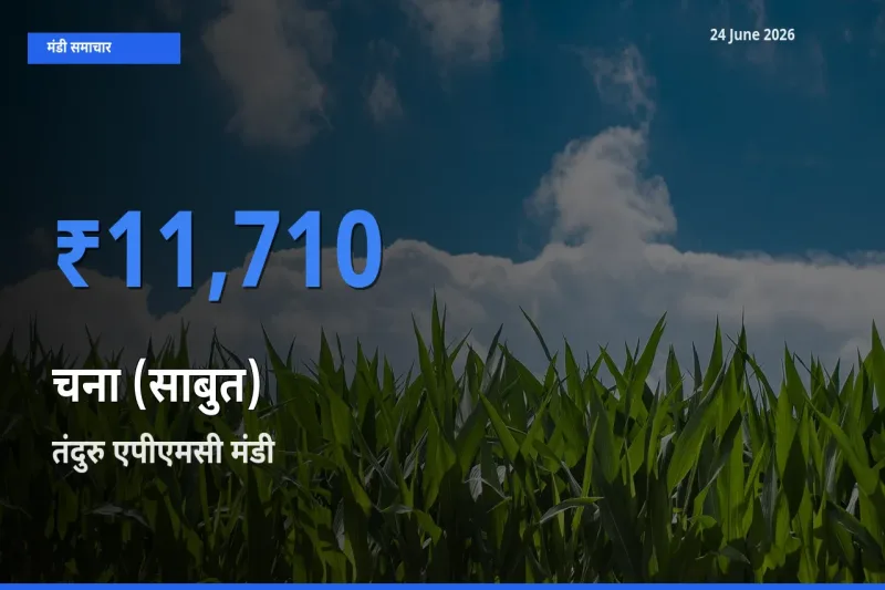 आज चना (साबुत) के सबसे ज़्यादा दाम तंदुरु एपीएमसी मंडी में दर्ज