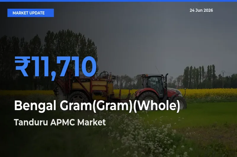 Tanduru APMC Tops Bengal Gram(Gram)(Whole) Rates – June 24 Market Update