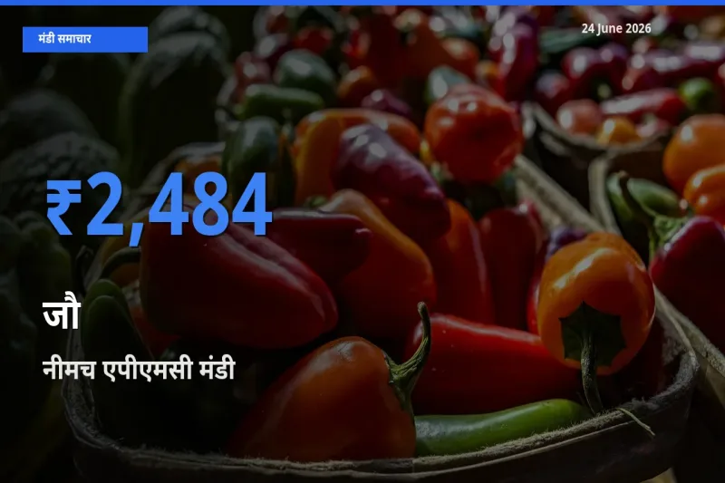 बाज़ार संकेत: नीमच एपीएमसी बना जौ के लिए आज की टॉप मंडी