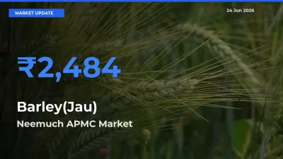 Neemuch APMC Offers ₹2,484 – Highest Barley(Jau) Rate Today