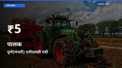 तेज़ गिरावट! पुणे(मंजरी) एपीएमसी में पालक के दाम 30 दिन के निचले स्तर पर