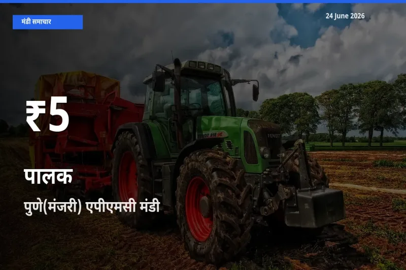 तेज़ गिरावट! पुणे(मंजरी) एपीएमसी में पालक के दाम 30 दिन के निचले स्तर पर