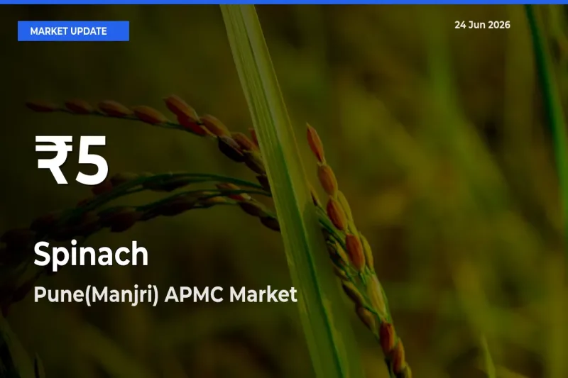 Why Spinach Prices Slumped in Pune(Manjri) APMC – 30-Day Low Today