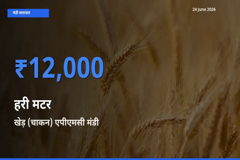 टॉप मंडी बना खेड़ (चाकन) एपीएमसी! हरी मटर के सबसे ऊँचे दाम यहीं दर्ज