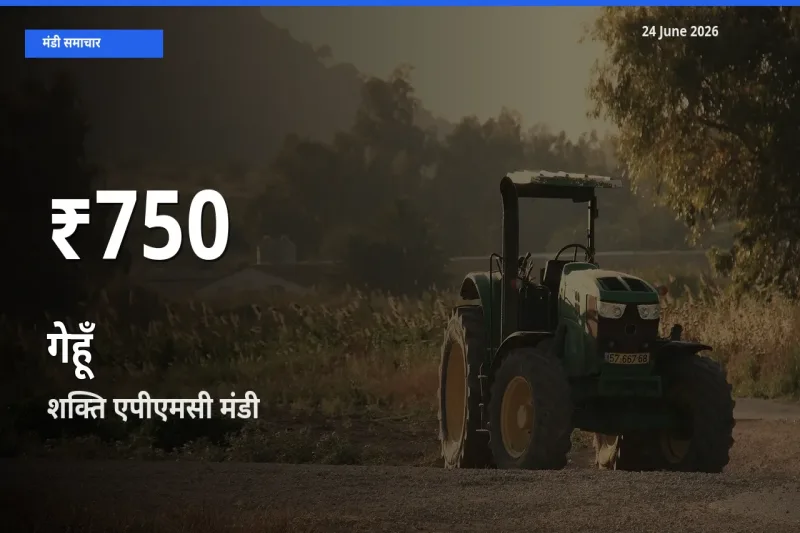 शक्ति एपीएमसी में गेहूँ ₹750 पर गिरा – 30 दिन का न्यूनतम भाव
