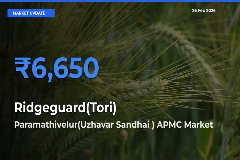 Paramathivelur(Uzhavar Sandhai ) APMC Offers ₹6,650 – Highest Ridgeguard(Tori) Rate Today