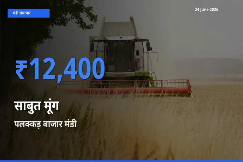 आज साबुत मूंग के सबसे ज़्यादा दाम पलक्कड़ बाजार मंडी में दर्ज