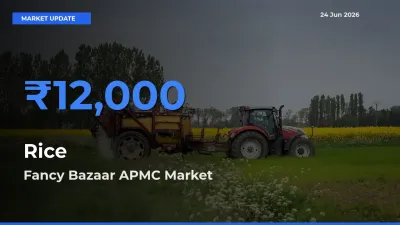 Fancy Bazaar APMC Offers ₹12,000 – Highest Rice Rate Today
