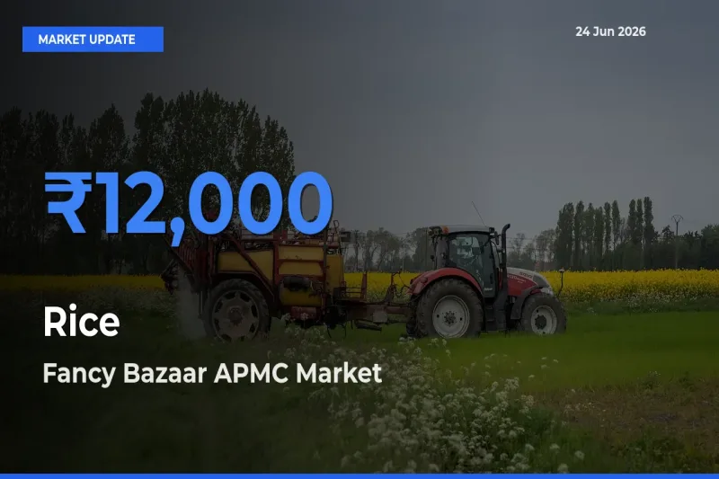 Fancy Bazaar APMC Offers ₹12,000 – Highest Rice Rate Today