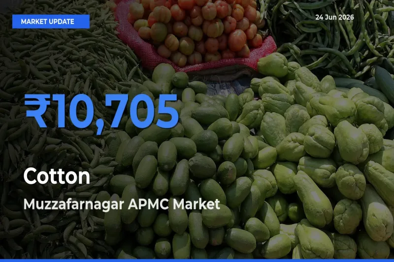 Muzzafarnagar APMC Emerges as Top Mandi for Cotton Prices Today