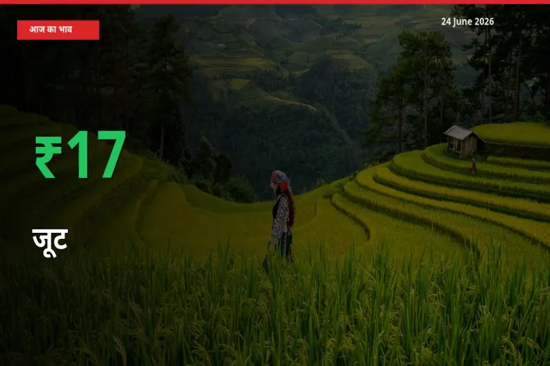 स्थानीय मंडी में जूट के दाम अचानक 16.81% उछले, किसान सतर्क