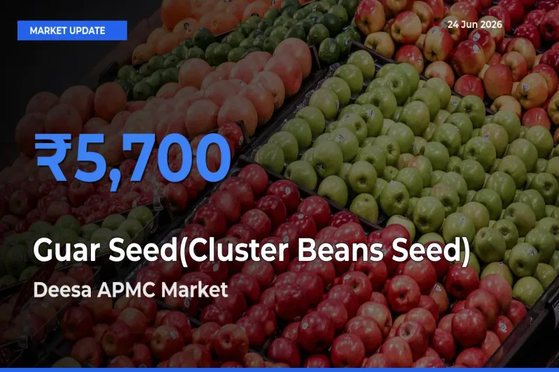 Deesa APMC Leads as Top Mandi for Guar Seed(Cluster Beans Seed) Prices