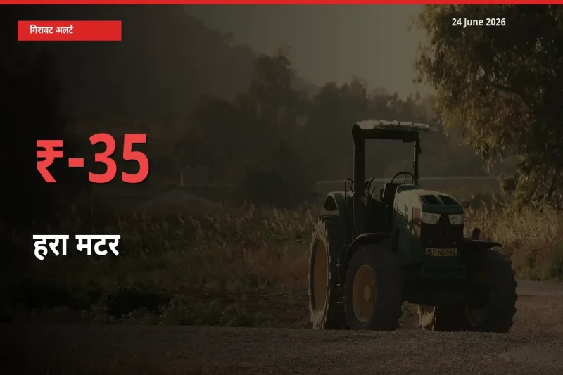 स्थानीय मंडी में हरा मटर के दाम अचानक 35.46% गिरे, किसानों की चिंता बढ़ी