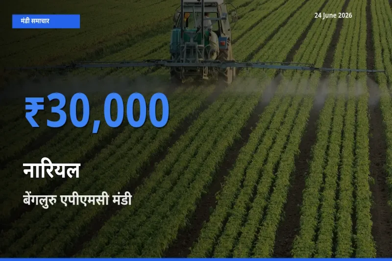 24 June अपडेट: नारियल के सबसे ऊँचे दाम बेंगलुरु एपीएमसी मंडी में