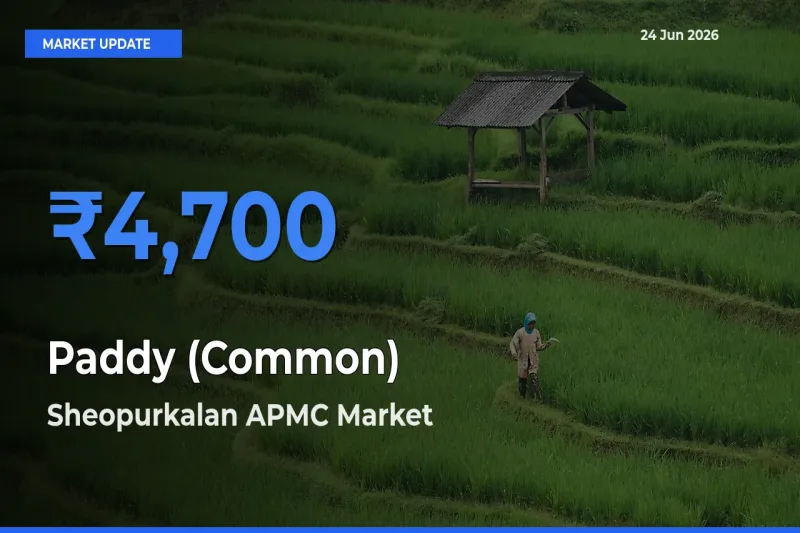 Sheopurkalan APMC Offers ₹4,700 – Highest Paddy (Common) Rate Today