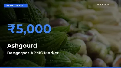 Bangarpet APMC Emerges as Top Mandi for Ashgourd Prices Today