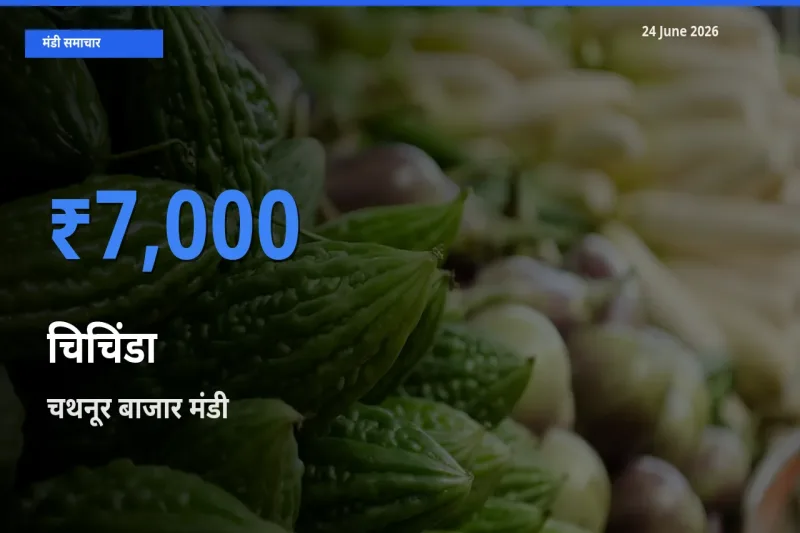 बाज़ार संकेत: चथनूर बाजार बना चिचिंडा के लिए आज की टॉप मंडी