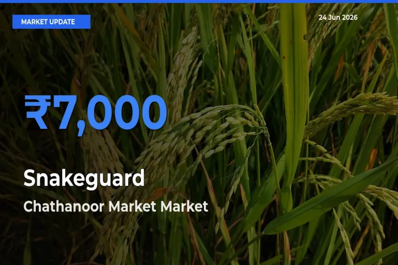 Chathanoor Market Emerges as Top Mandi for Snakeguard Prices Today