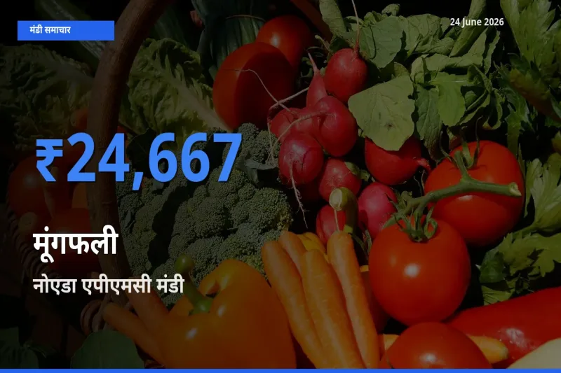 नोएडा एपीएमसी में मूंगफली का आज सबसे ऊँचा भाव