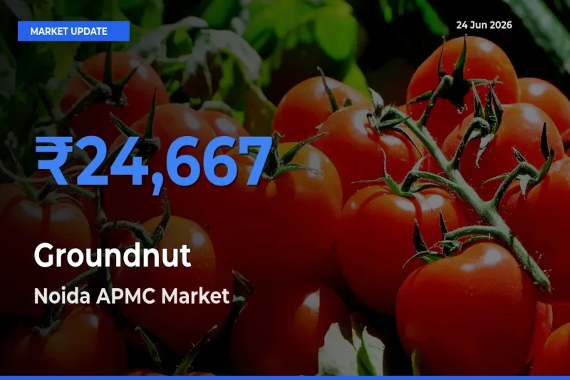 Noida APMC Tops Groundnut Mandi Rates Today