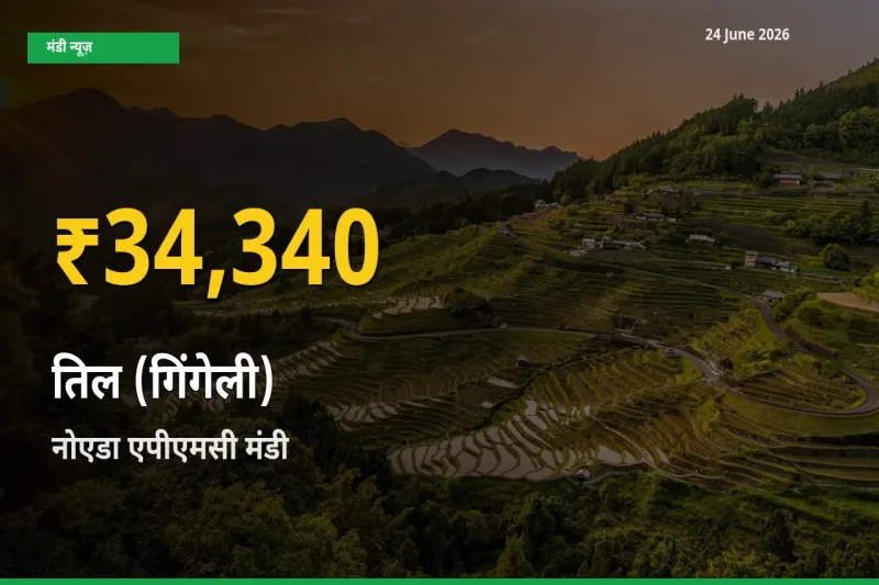 रिकॉर्ड तेज़ी! नोएडा एपीएमसी में तिल (गिंगेली) ₹34,340 पर पहुँचा