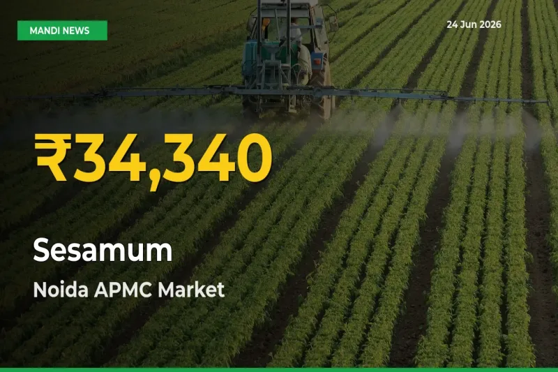 Sesamum Mandi Rate Surges Today in Noida APMC – Highest Level in 30 Days