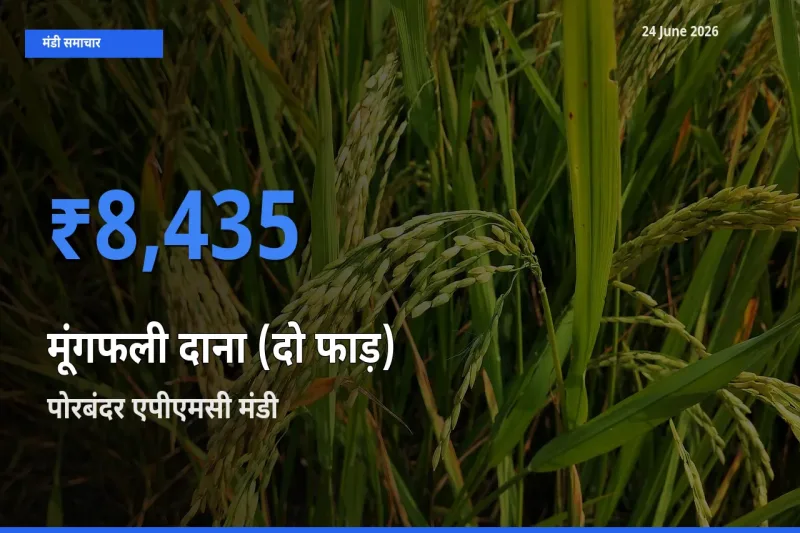 आज का मंडी भाव: मूंगफली दाना (दो फाड़) के सबसे ज़्यादा दाम पोरबंदर एपीएमसी में
