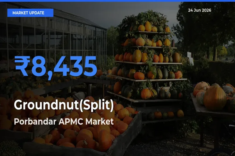 Top Performer! Porbandar APMC Offers Best Groundnut(Split) Price Today