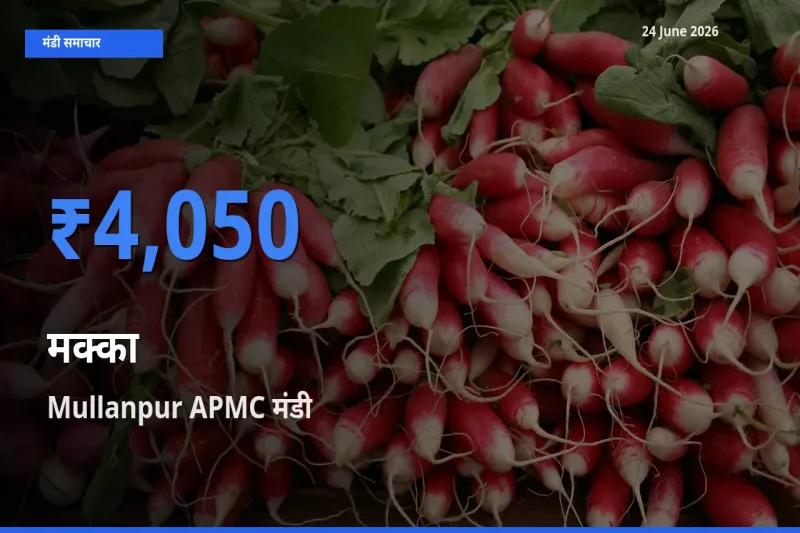 आज का मंडी भाव: मक्का के सबसे ज़्यादा दाम Mullanpur APMC में
