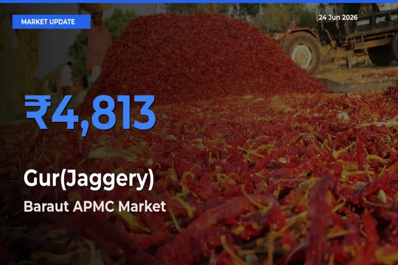 Top Performer! Baraut APMC Offers Best Gur(Jaggery) Price Today
