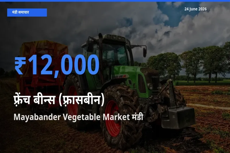 आज का मंडी भाव: फ़्रेंच बीन्स (फ़्रासबीन) के सबसे ज़्यादा दाम Mayabander Vegetable Market में