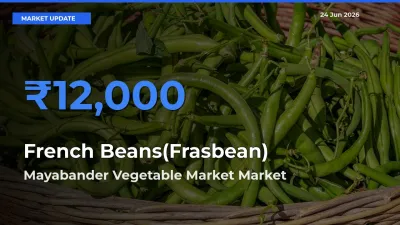 French Beans(Frasbean) Mandi Rate Today: Mayabander Vegetable Market Tops the List