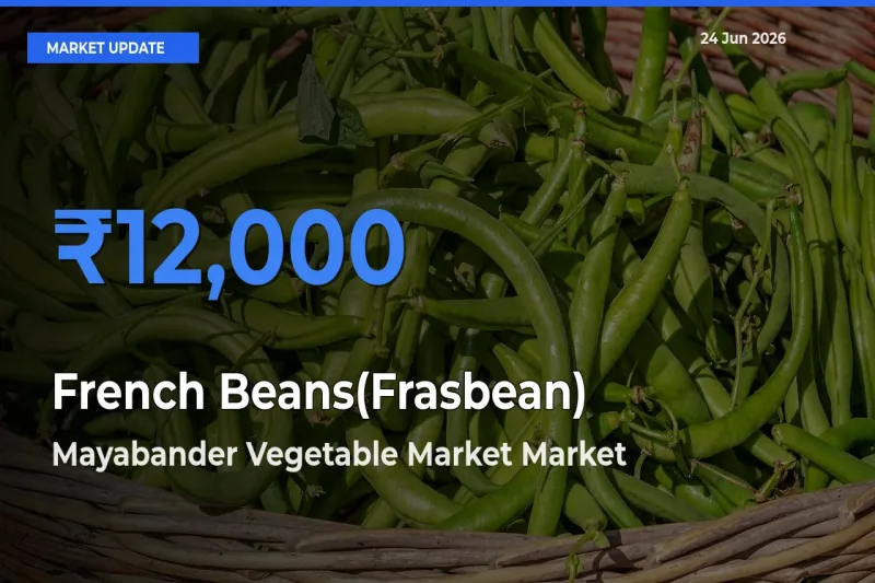 French Beans(Frasbean) Mandi Rate Today: Mayabander Vegetable Market Tops the List