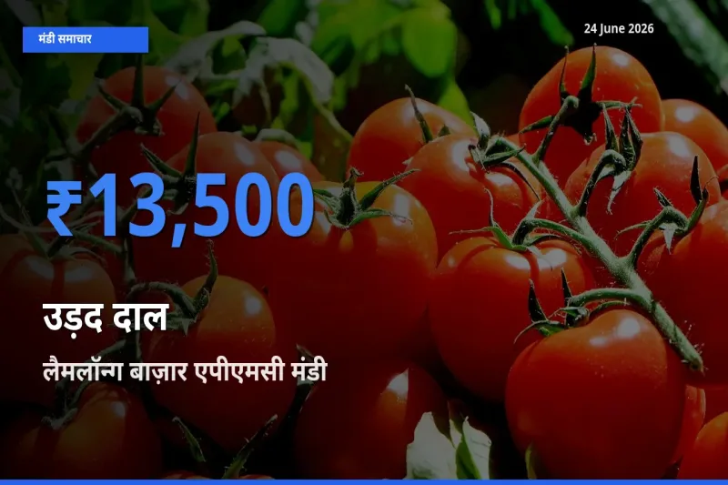 लैमलॉन्ग बाज़ार एपीएमसी में उड़द दाल का आज सबसे ऊँचा भाव