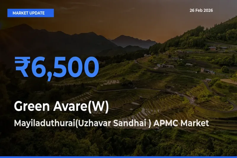 Top Performer! Mayiladuthurai(Uzhavar Sandhai ) APMC Offers Best Green Avare(W) Price Today