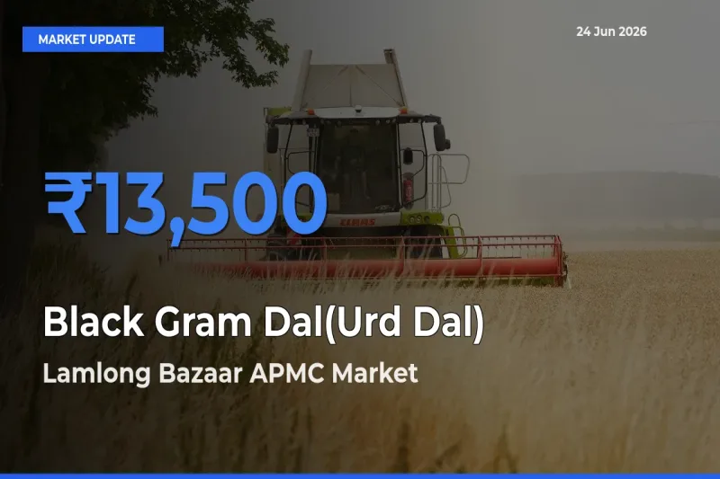 Lamlong Bazaar APMC Emerges as Top Mandi for Black Gram Dal(Urd Dal) Prices Today