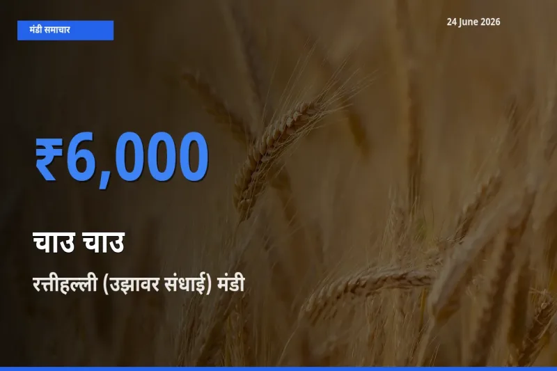 आज चाउ चाउ के सबसे ज़्यादा दाम रत्तीहल्ली (उझावर संधाई) मंडी में दर्ज
