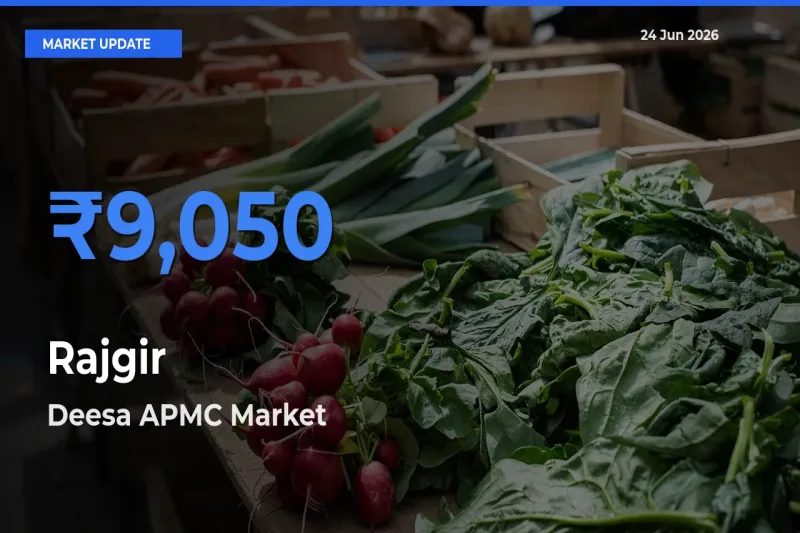 Farmers Prefer Deesa APMC as Rajgir Hits Highest Rate