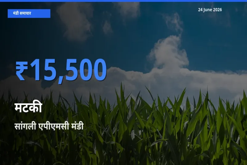 आज का मंडी भाव: मटकी के सबसे ज़्यादा दाम सांगली एपीएमसी में