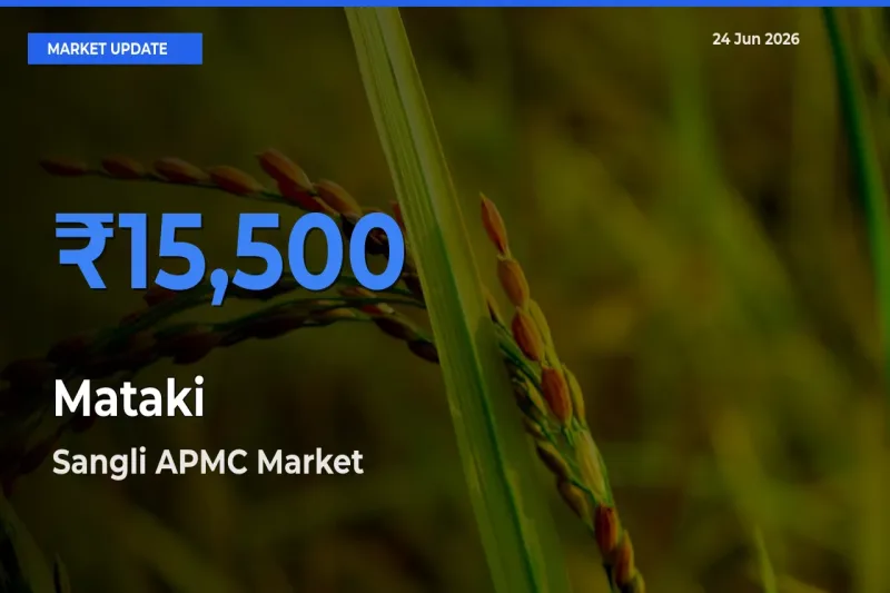 Sangli APMC Emerges as Top Mandi for Mataki Prices Today